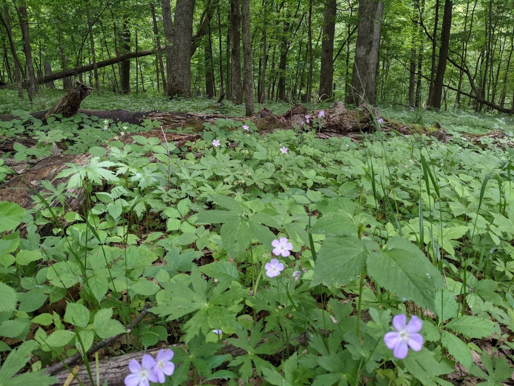 forest floor abloom with pink five petaled flowers